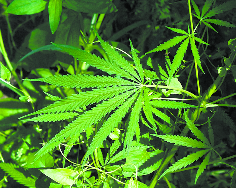 Still Illegal: Governor Vetoes Bill For Retail Sales of Recreational Cannabis